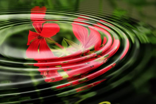 geranium-wave-water-rings-55813